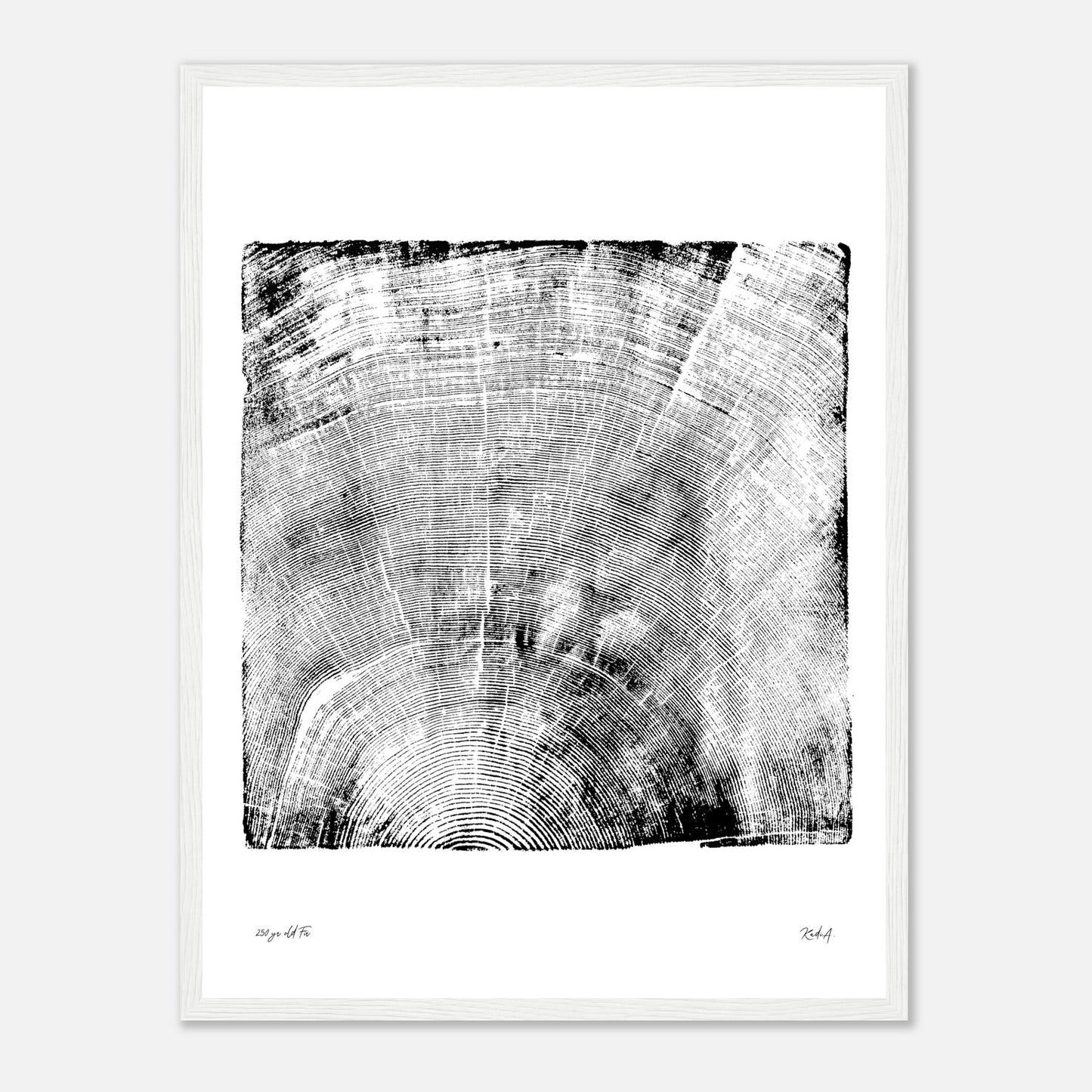 Print #18F - 250 yr old Fir - with Frame
