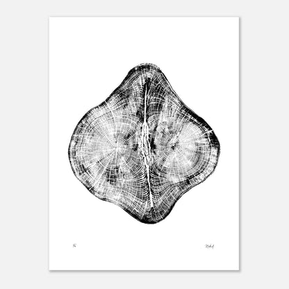 Print #26 - Fir