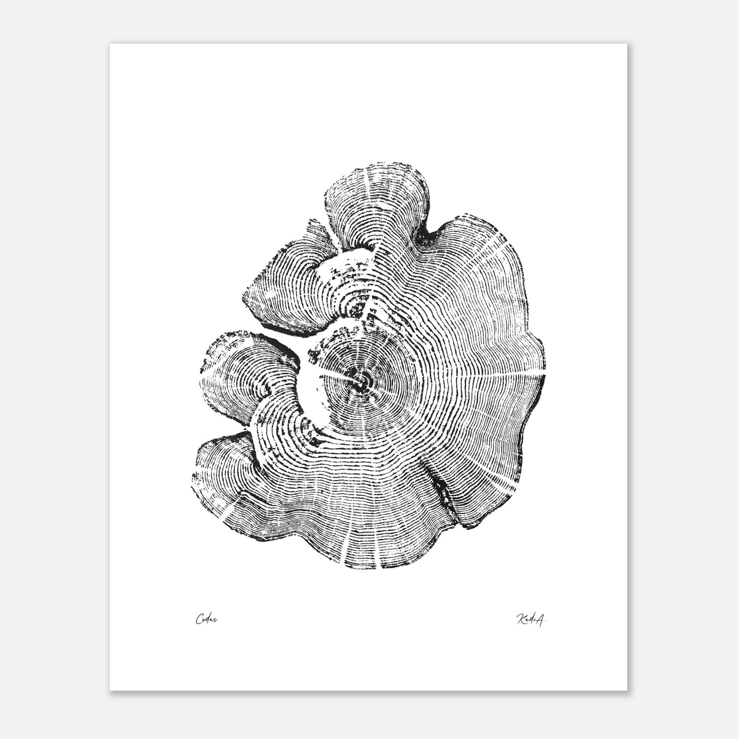 Print #1 - Cedar